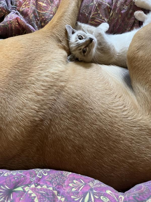 Photo - commentaire 6.