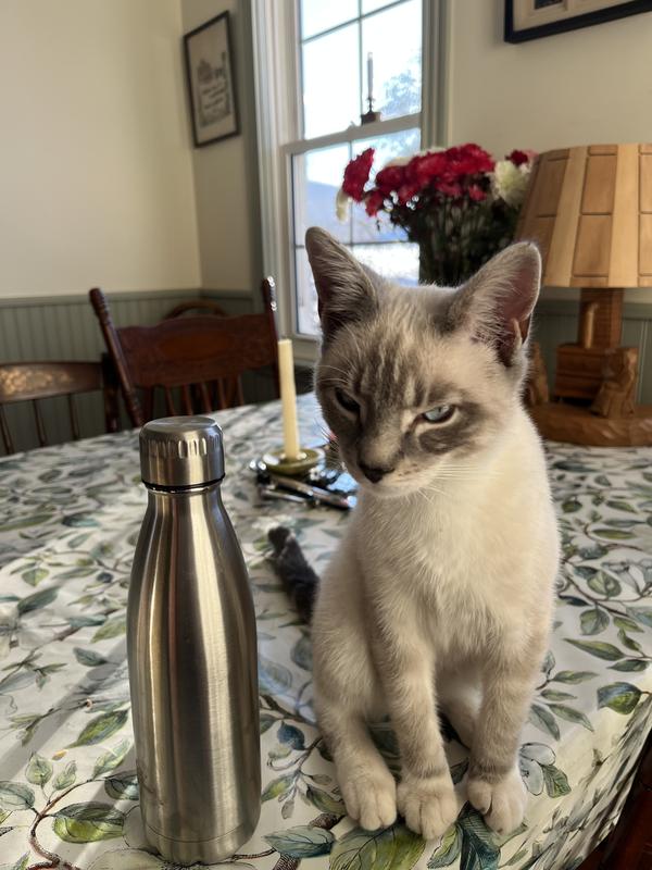 Photo - commentaire 4.