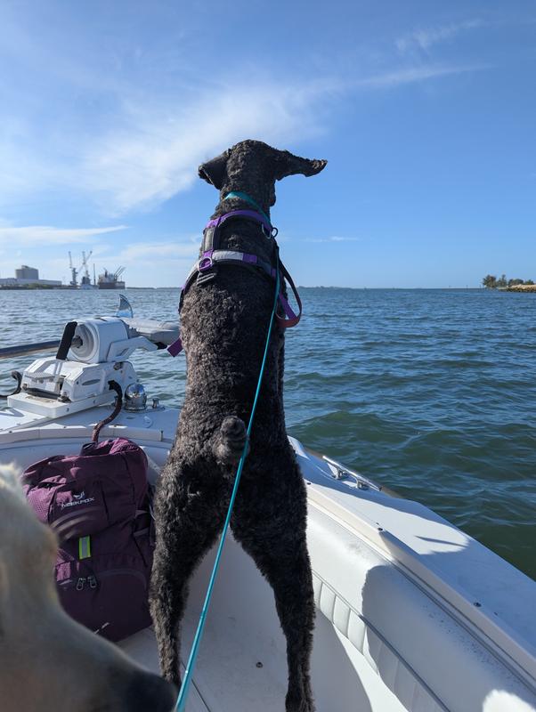 Standard poodle