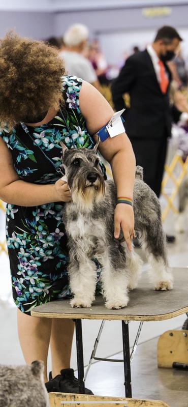 Nova the Smooth collie and Jasper the standard schnauzer Nova is “BPIS Group winning Carealot’s luminous starlight” jasper is “Ch Dinamyts just carpe noctum