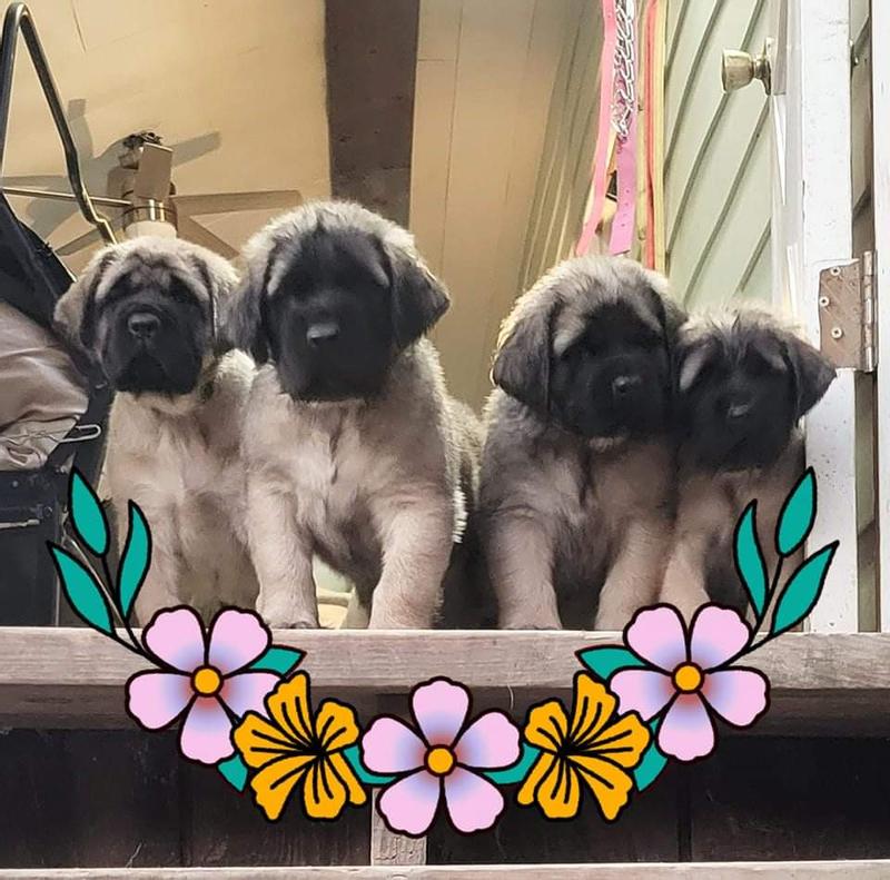 Mastiff puppies