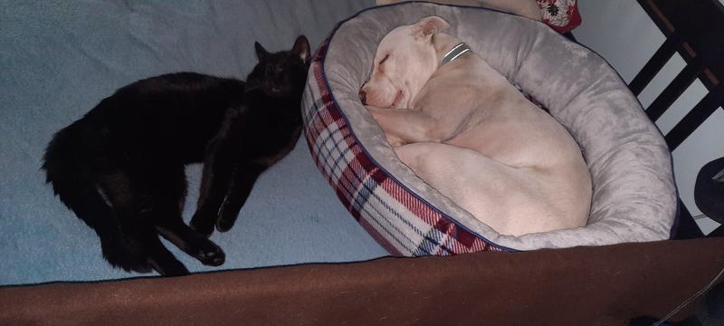 Maisy, Jeeves and Killykat, my Blsck Gold lovers