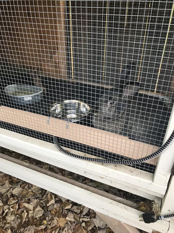 Heated water bowl for rabbits sale