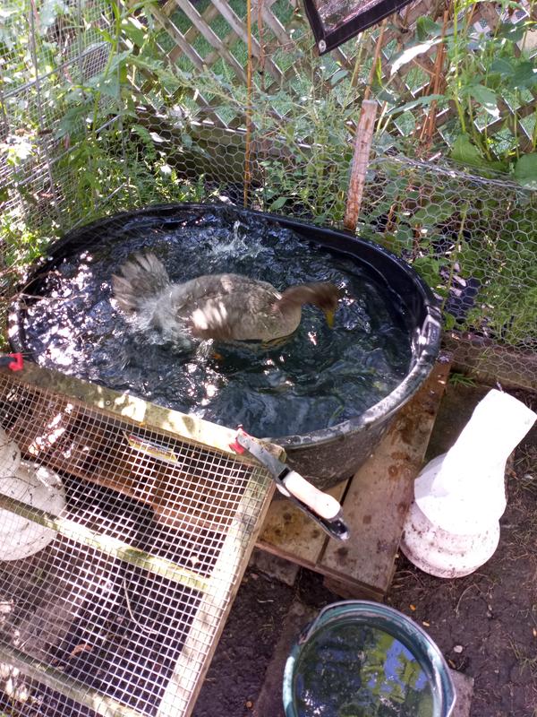 Biggest Problems With Stock Tank Pools Stock Tank Pool, 50 OFF