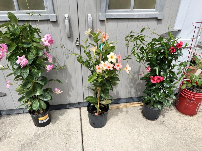 FoxFarm 12 Dry Quarts Happy Frog Potting Soil - HF12QTE | Blain's