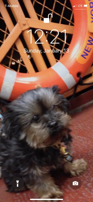 Fluffy sleeps on Sealy and is Always raring ta go!