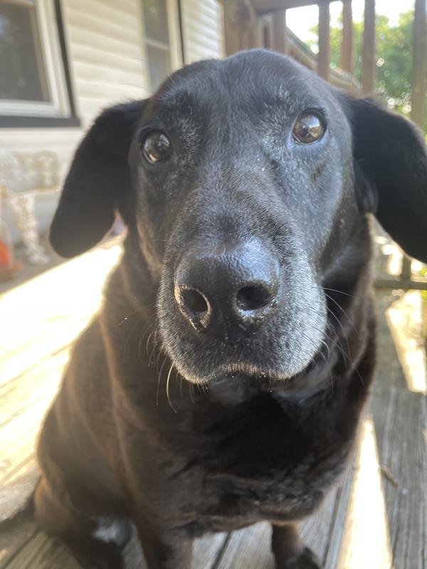 Bella