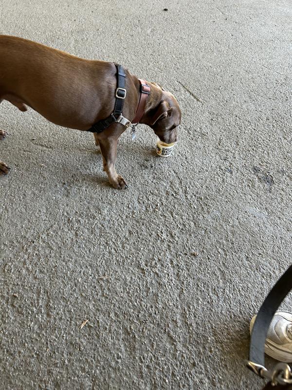 Oscar trying chicken bone broth