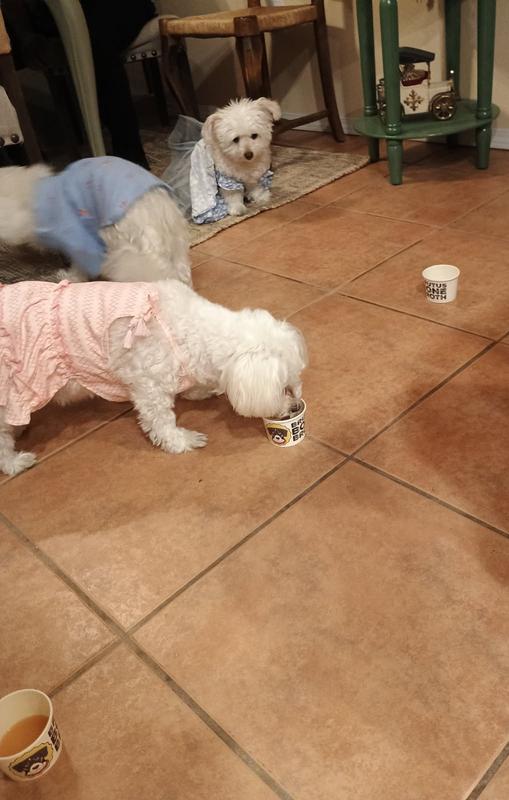 Lucy, Clarkie, and Bella sampling their Pork flavor Brutus Bone Broth!