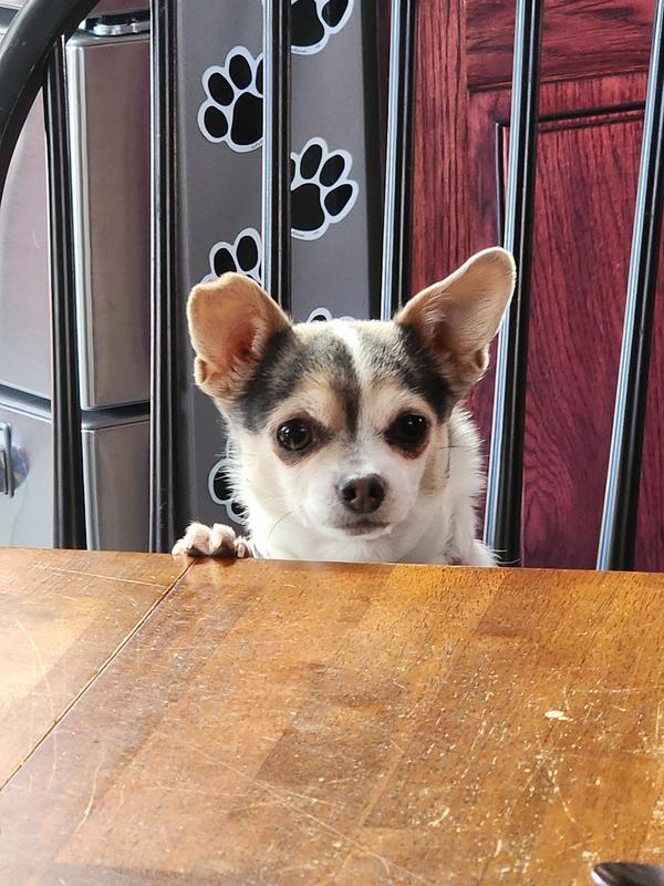 LaylaRae!  "Got goat milk?!"