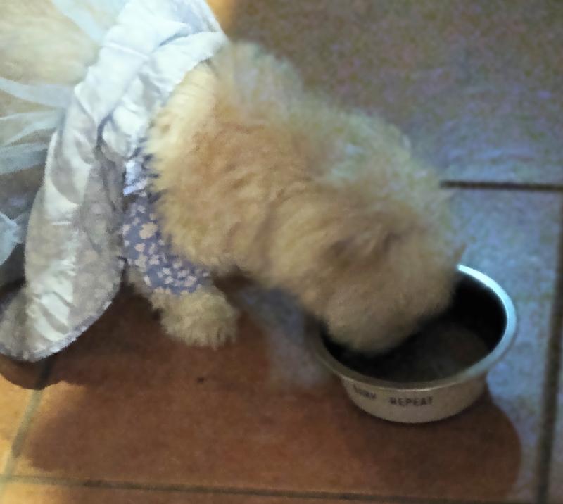 Belle enjoying her Brutus Bone Broth as a topper with her dinner!