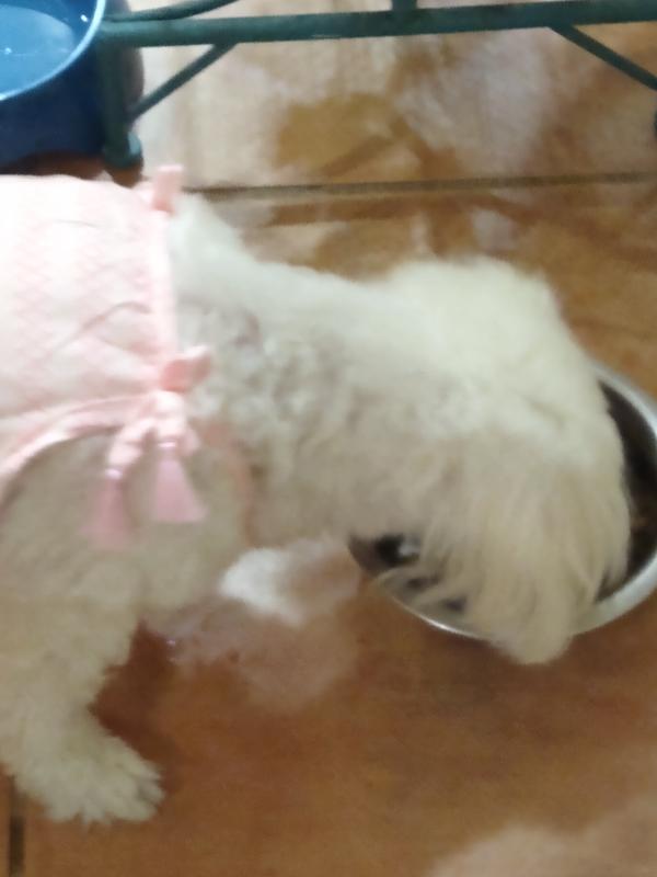 Lucy enjoying her dinner with the added Brutus Bone Broth- Vegetable topper!