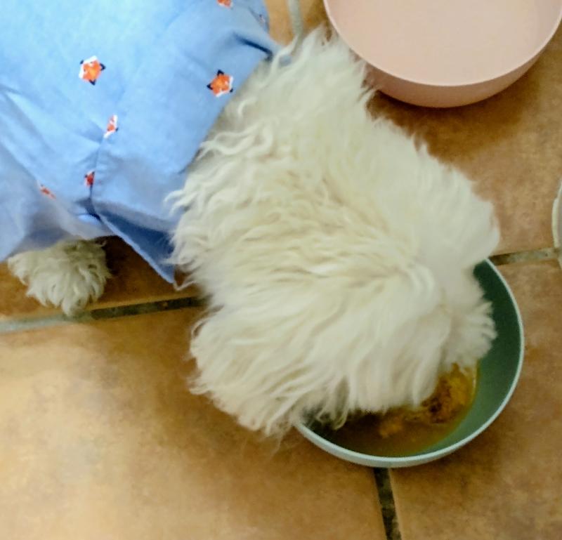 Clarkie enjoying his delicious Brutus Bone Broth as a topper for his wet food.