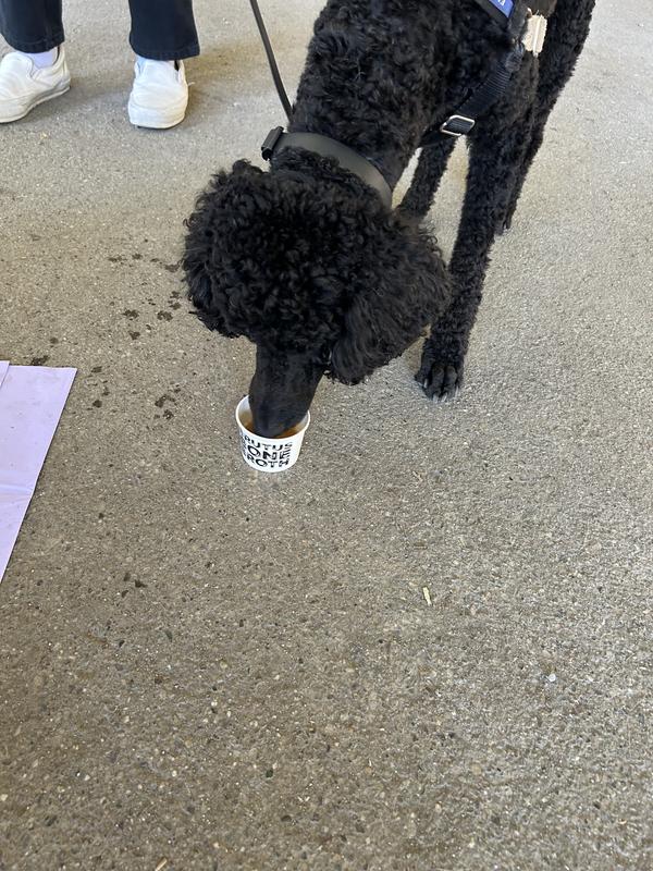 Guest lapping up chicken bone broth at my sampling party