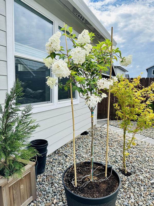 Brighter Blooms 1-Gallon Multicolor Flowering Vanilla Brighter Blooms 1-Gallon Multicolor Flowering Vanilla
