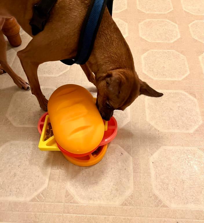 He's in! (Small dog finds his first treats)