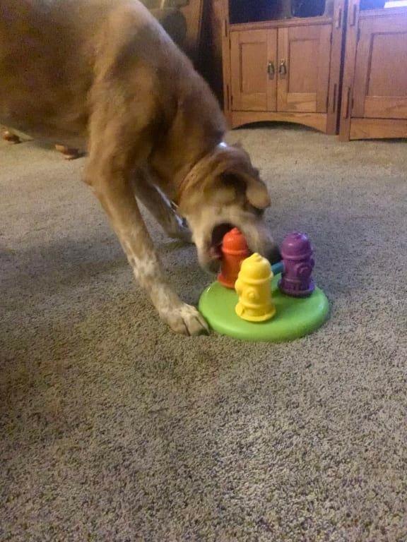 Brightkins Spinning Hydrants Treat Puzzle Dog Toy, Medium Petco