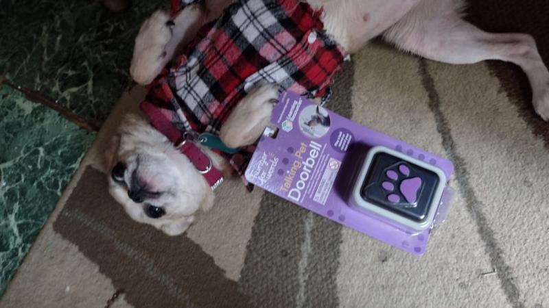 (package shown for size comparison) Chi pug Molly is goofy, any pictures she's usually on her back showing her belly