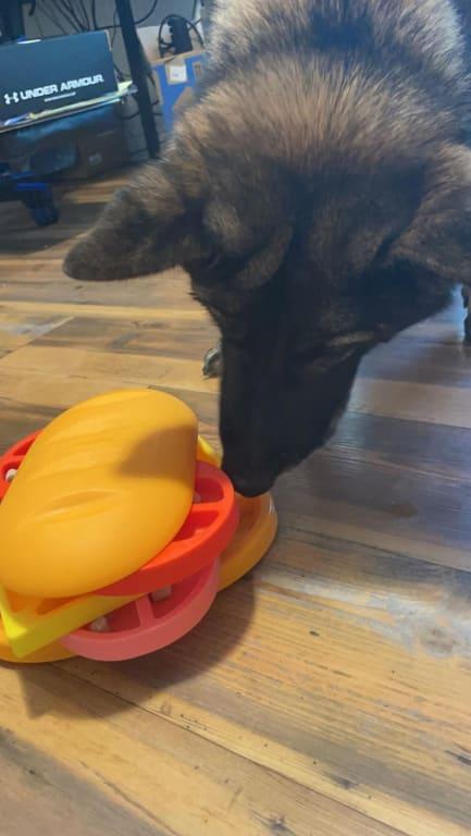 Kira Playing with the pupstrami puzzle toy