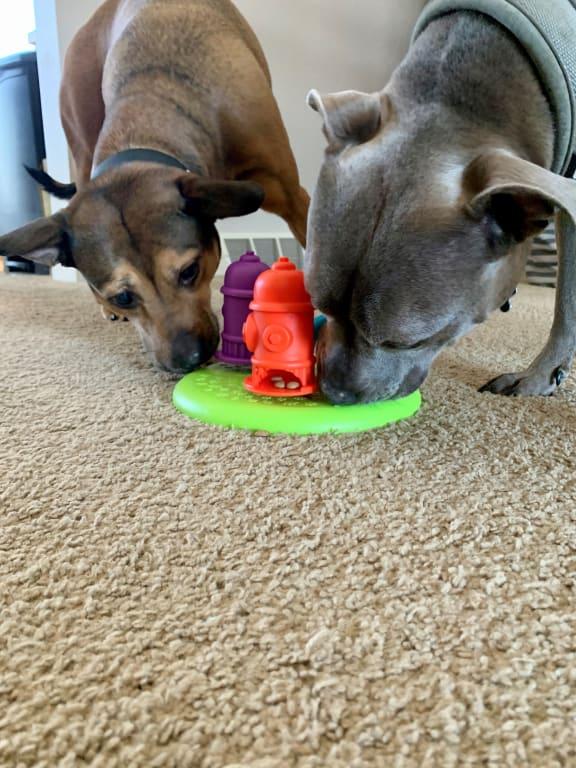 Brightkins Spinning Hydrants Treat Puzzle Dog Toy, Medium Petco