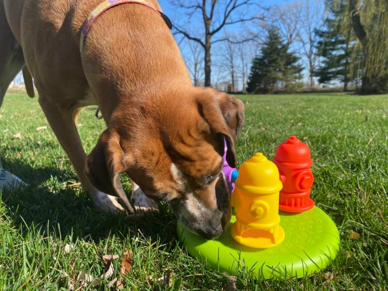 Brightkins Spinning Hydrants Dog Toy Treat Puzzle for Interactive Enrichment  Training & Puppy Birthdays 