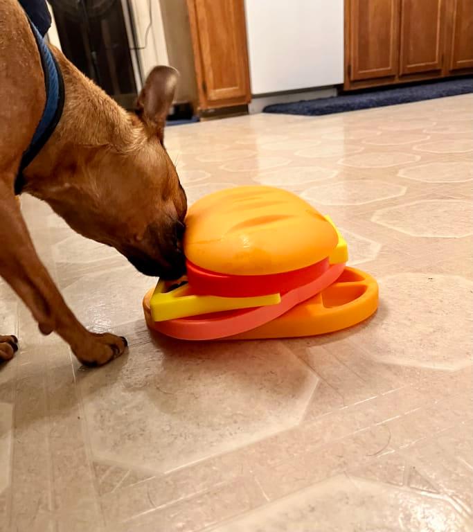 No treat left behind. (Small dog enjoying treats from small toy compartment)