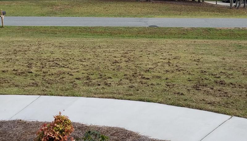 Yard after dethatching