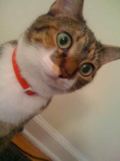 meow! that means...thanks! Brita!