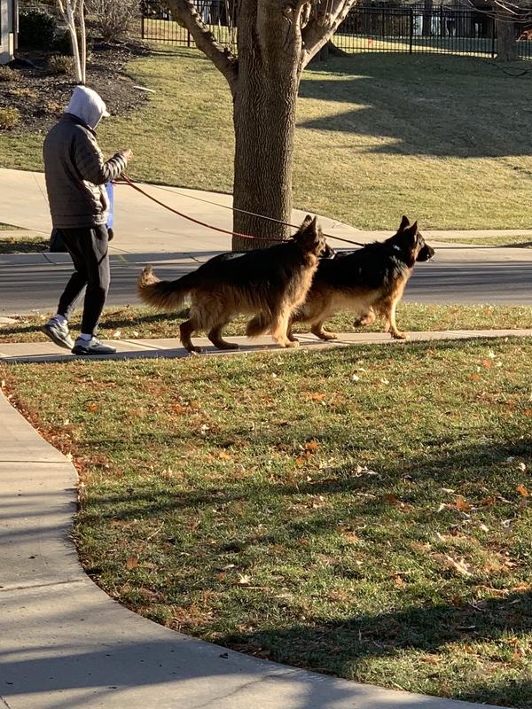 Rain or shine, these guys get their walks!