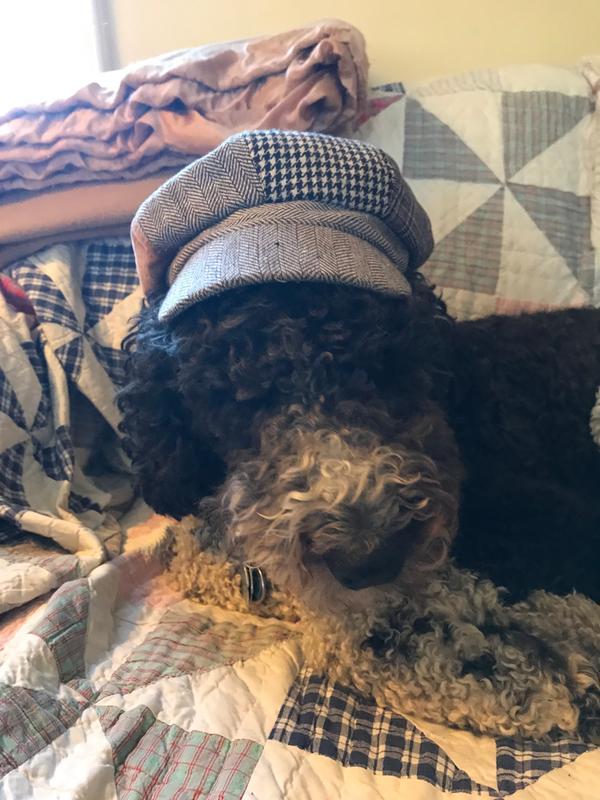 Cap that need elastic replaced on said puppy that chewed on chainsaw chaps