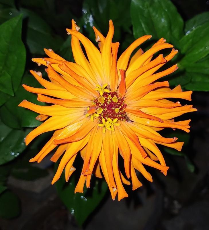 Zinnia, Cactus Flowered Mix - Burpee