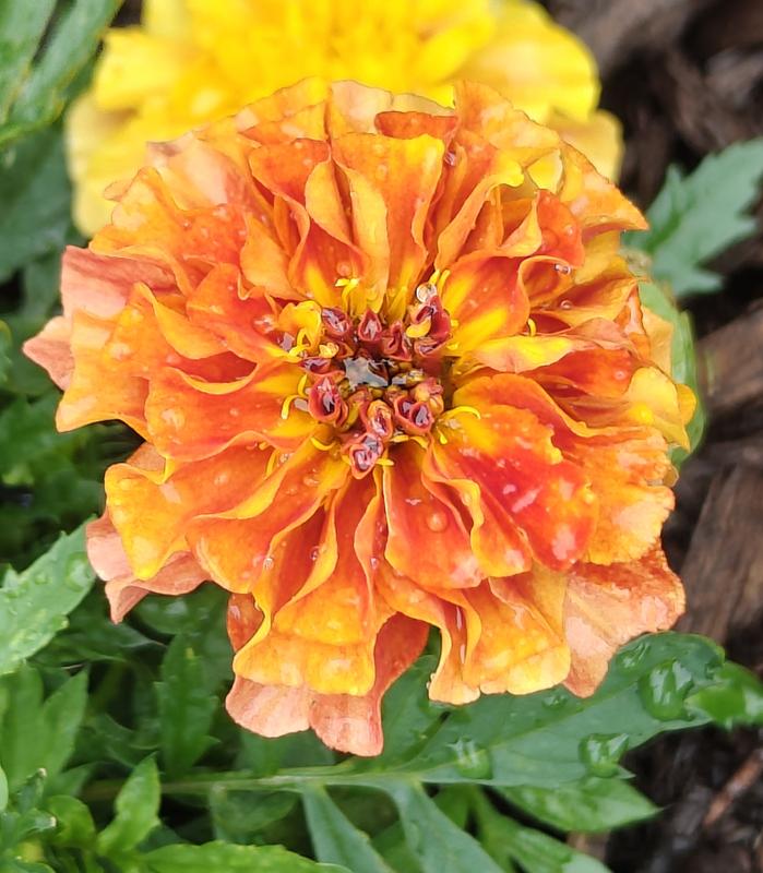 clementine plant from seed Clementine Mandarin Tree (Citrus Mandarin Algerian)  Plants Express