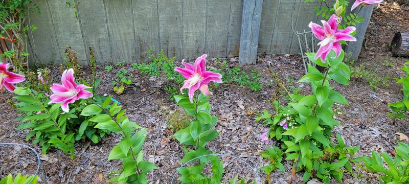 Oriental Magic Star Lily Seeds and Plants, Flowers at Burpee.com - Burpee