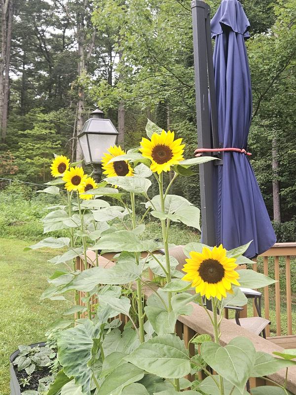 Jua Maya Sunflower – Burpee Seeds & Plants