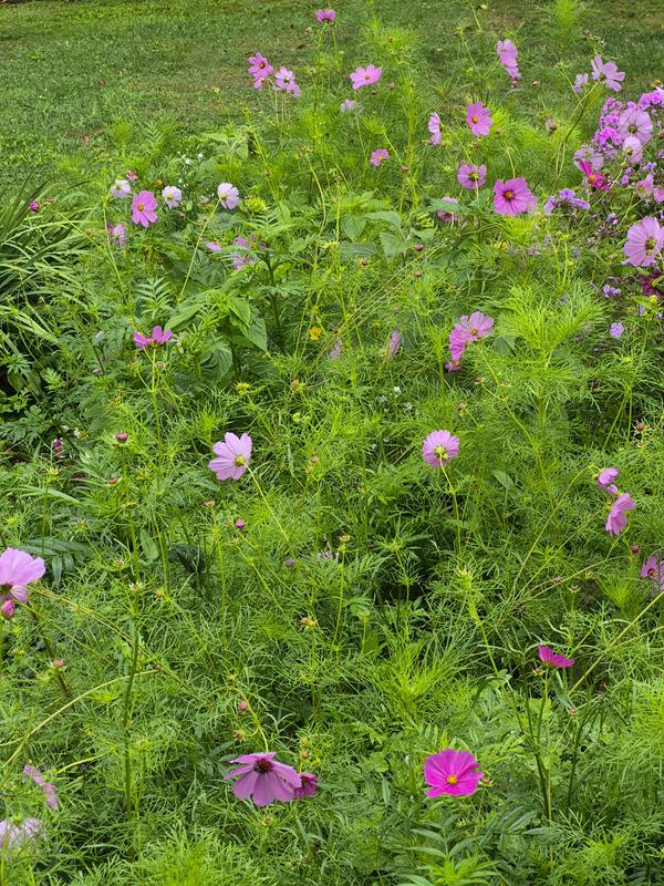 Cosmos rocking it