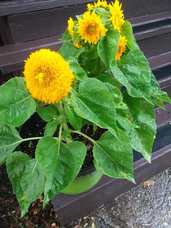teddy bear sunflower bouquet