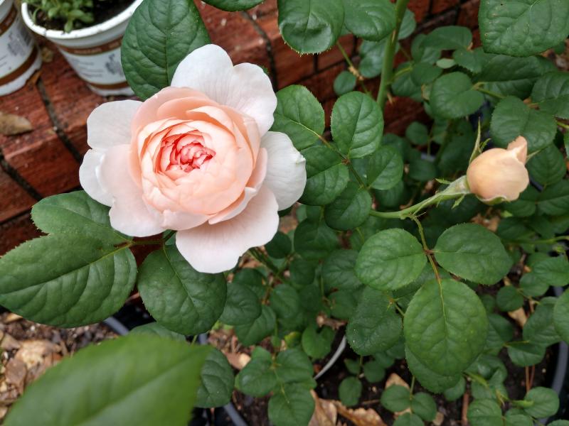 English Rose Queen Of Sweden Roses At Burpee Com