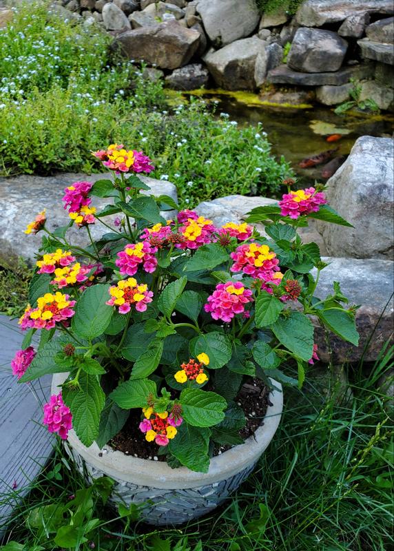 Landmark Rose Sunrise Lantana – Burpee Seeds & Plants