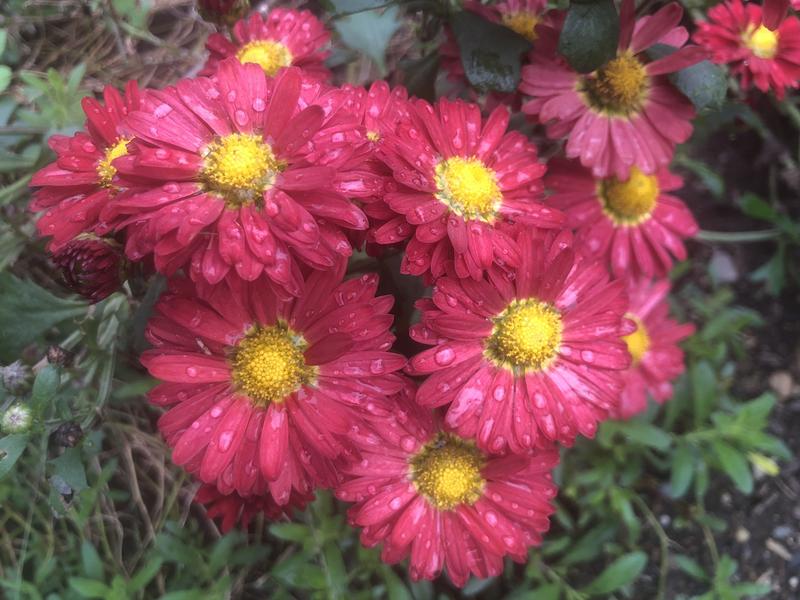 Chrysanthemum 'Matchsticks