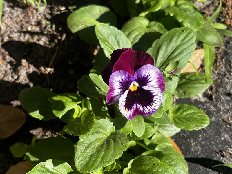 Moulin Rouge Pansy – Burpee Seeds & Plants