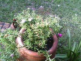 Portulaca grandiflora double Sundial Citrus mix