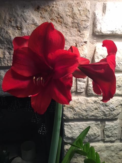 One Ferrari Amaryllis Bulb Plant Seeds Bulbs Seedsbazar Home Garden