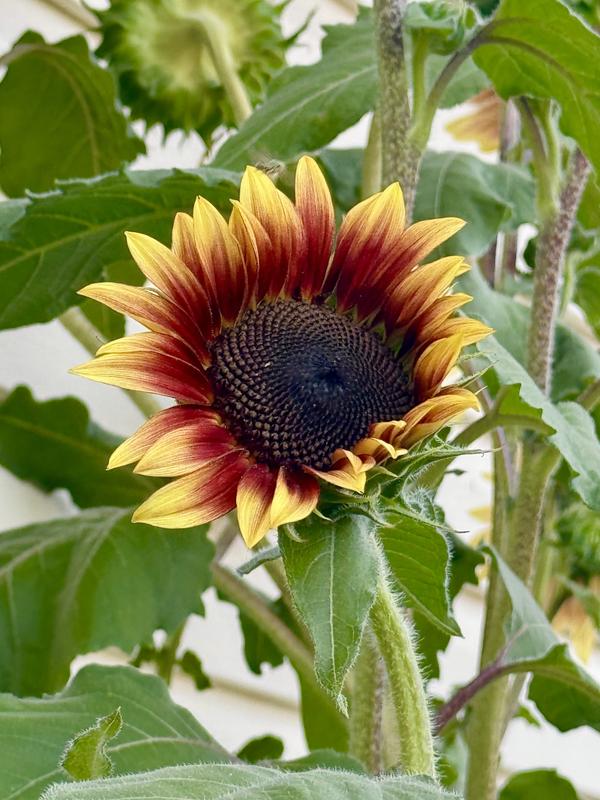 Sunflower, Candy Mountain Hybrid - Burpee