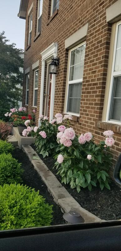 Peony Sarah Bernhardt Burpee