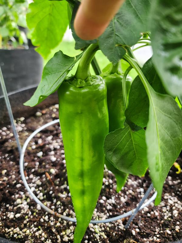 Motley Crew sweet pepper; buy your seed here - Sea Spring Seeds