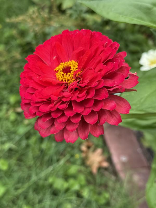 Big Red Zinnia Seeds - Burpee