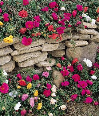 Sundial Hybrid Mix Portulaca Seeds And Plants Annual Flower Garden At Burpee Com