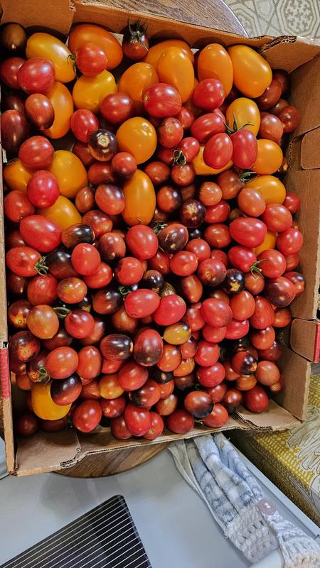 Vivacious Tomato – Burpee Seeds & Plants