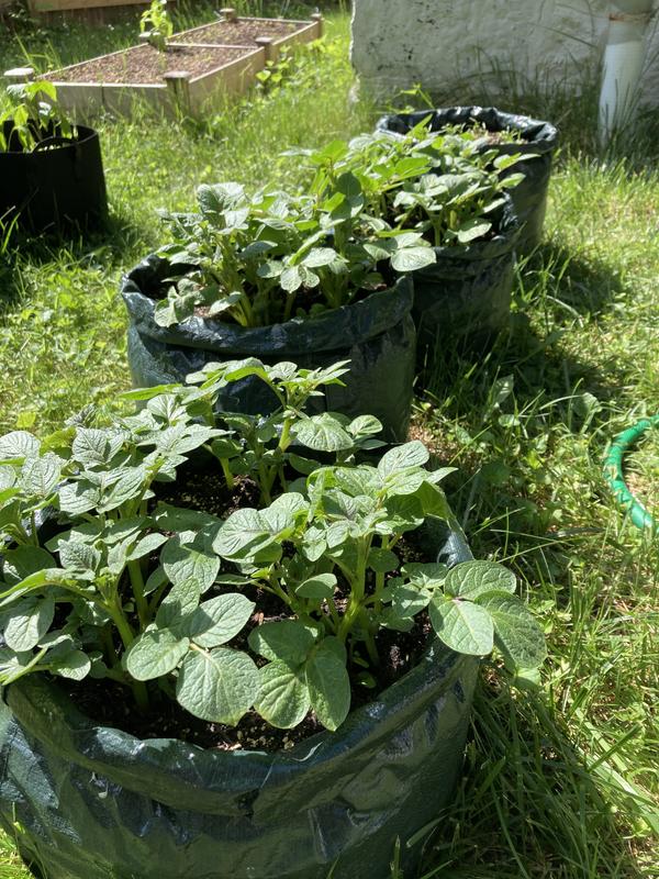 Purple Majesty Potato Seeds and Plants, Vegetable Seeds at Burpee.com -  Burpee