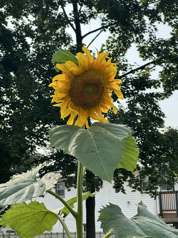 Super Snack Mix Hybrid Sunflower Seeds - Burpee